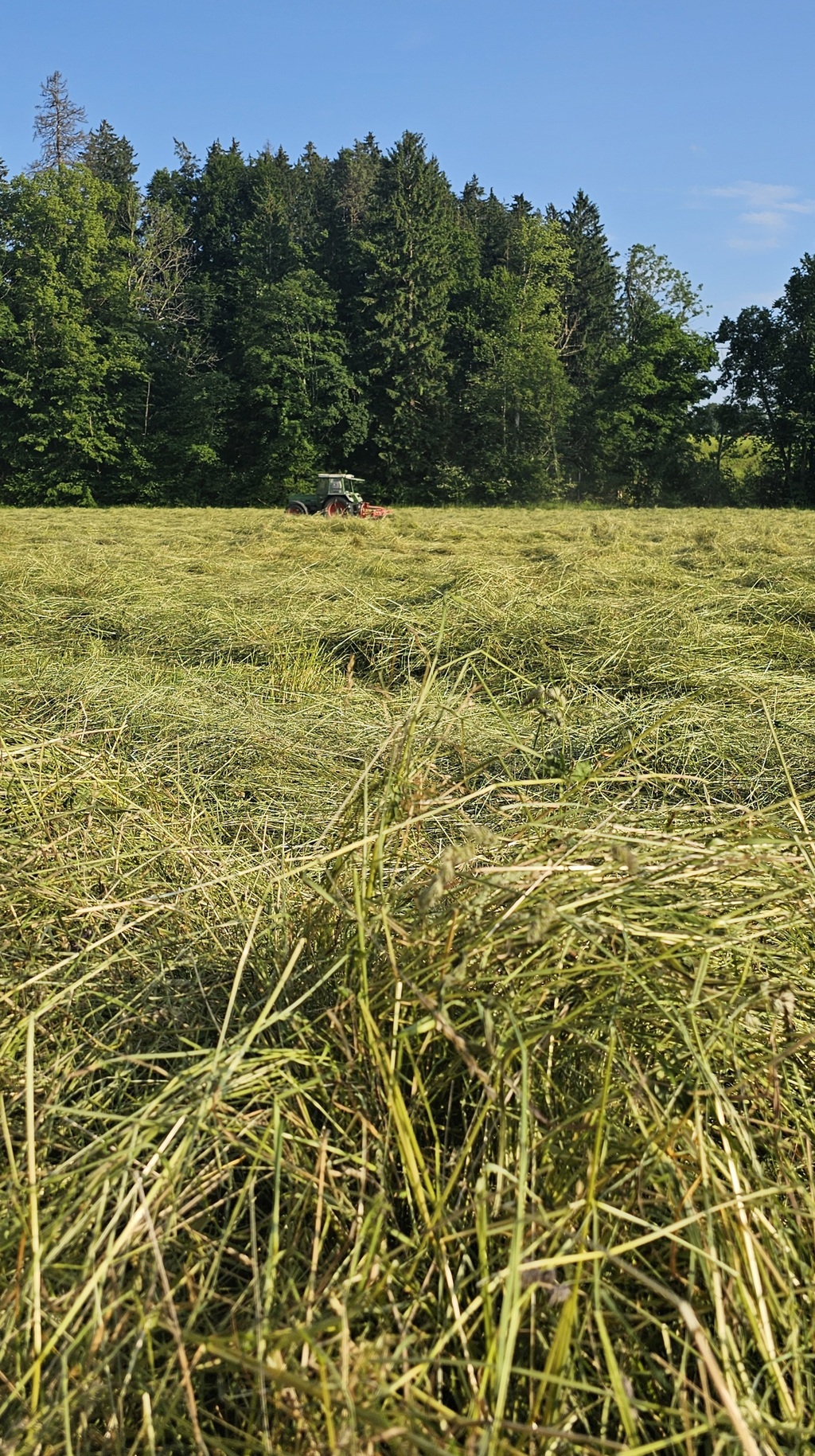 Frisches Heu mit Traktor im Hintergrund